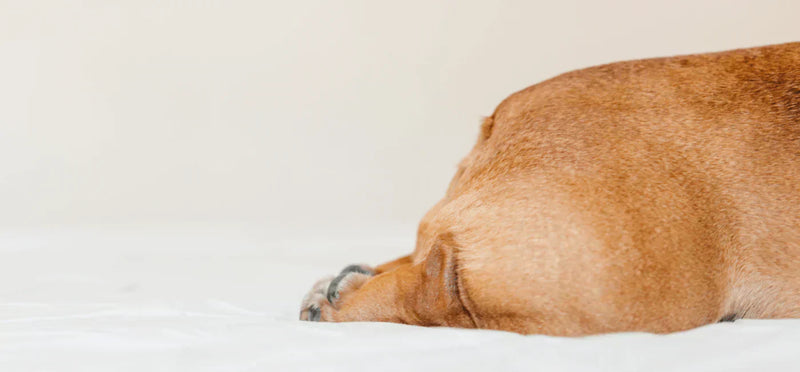 Dog anal glands: Everything you need to know