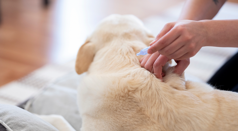 Flea & Tick Prevention