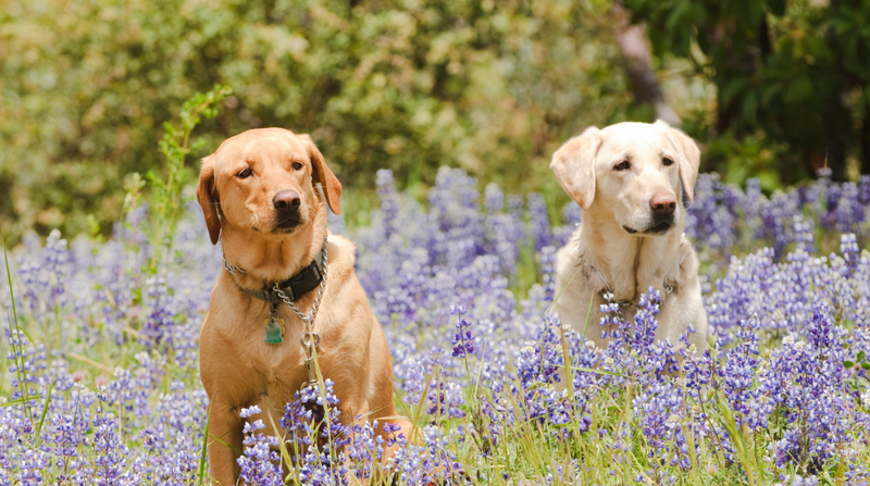 Dog Health In Spring