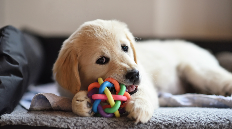 How to keep your dog entertained when you go out?