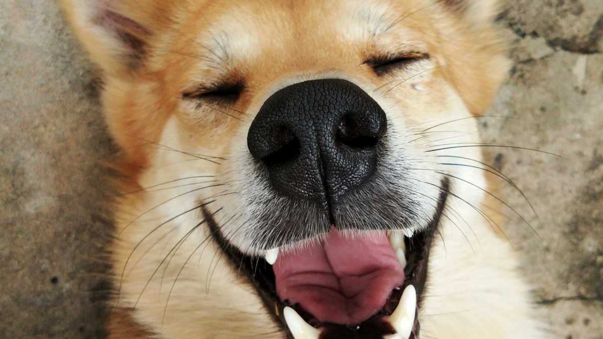 Do dogs smile 
