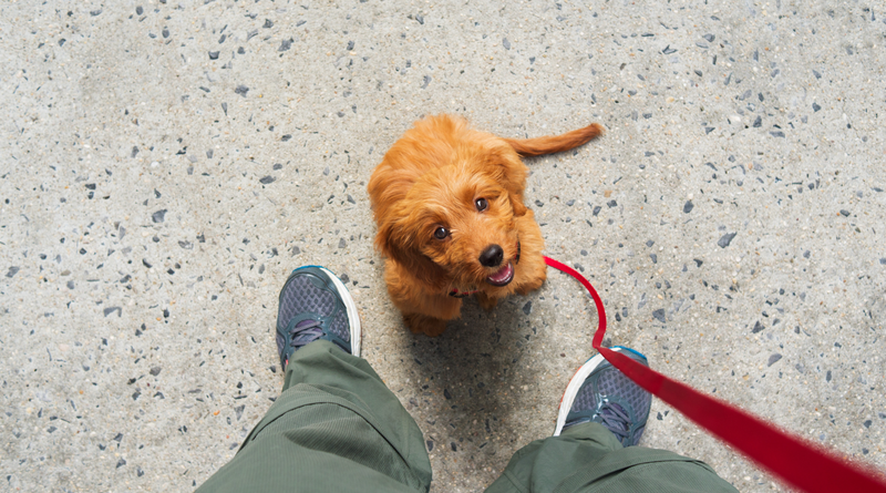 Puppy Training 101