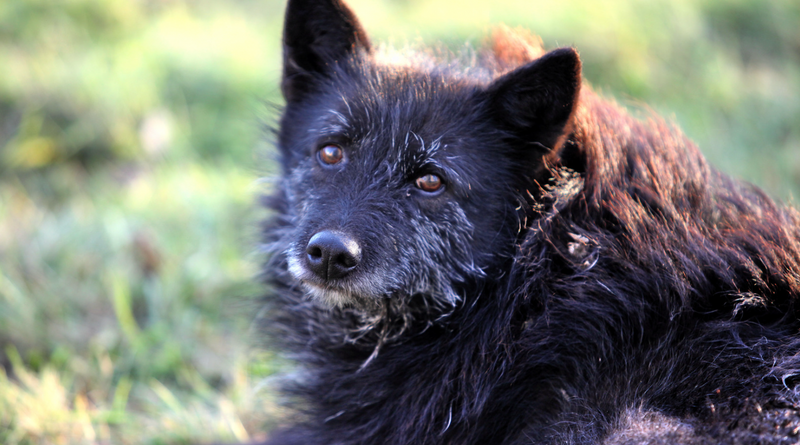 How To Look After An Elderly Dog