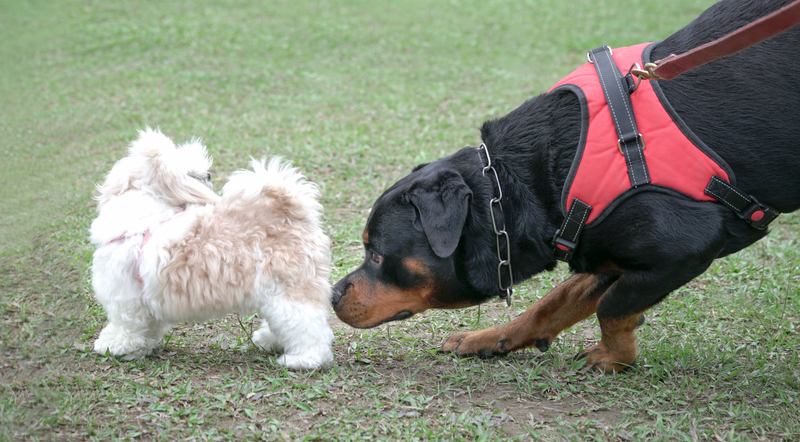 Why Do Dogs Sniff Butts?