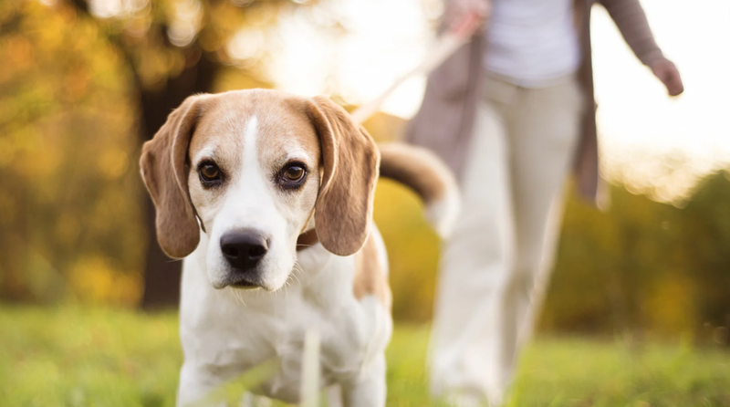 How To Stop Your Dog Pulling On The Lead