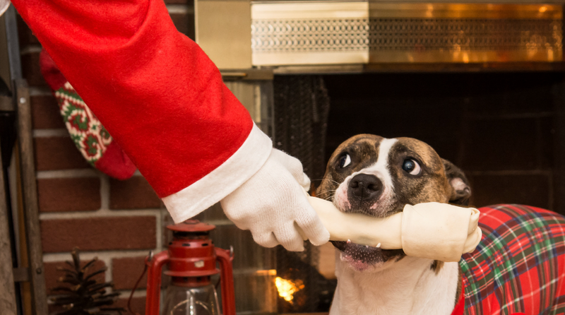 Dogs & Christmas