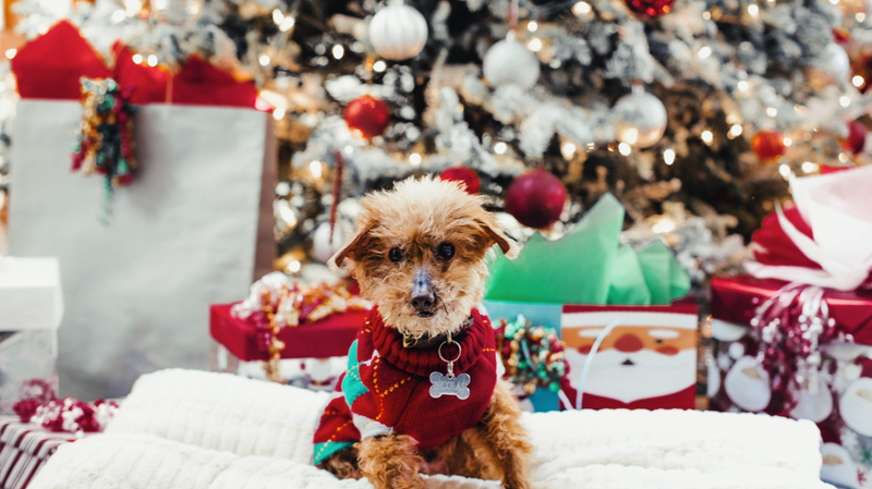 How do you keep your dog safe at Christmas?