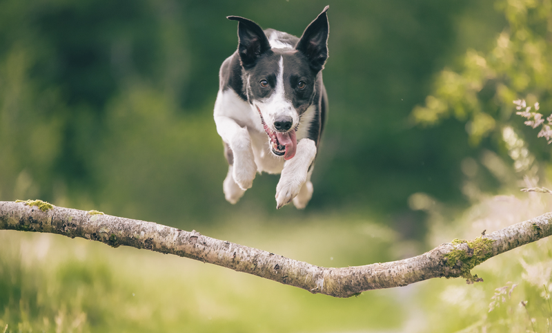 At what age should dogs take supplements?