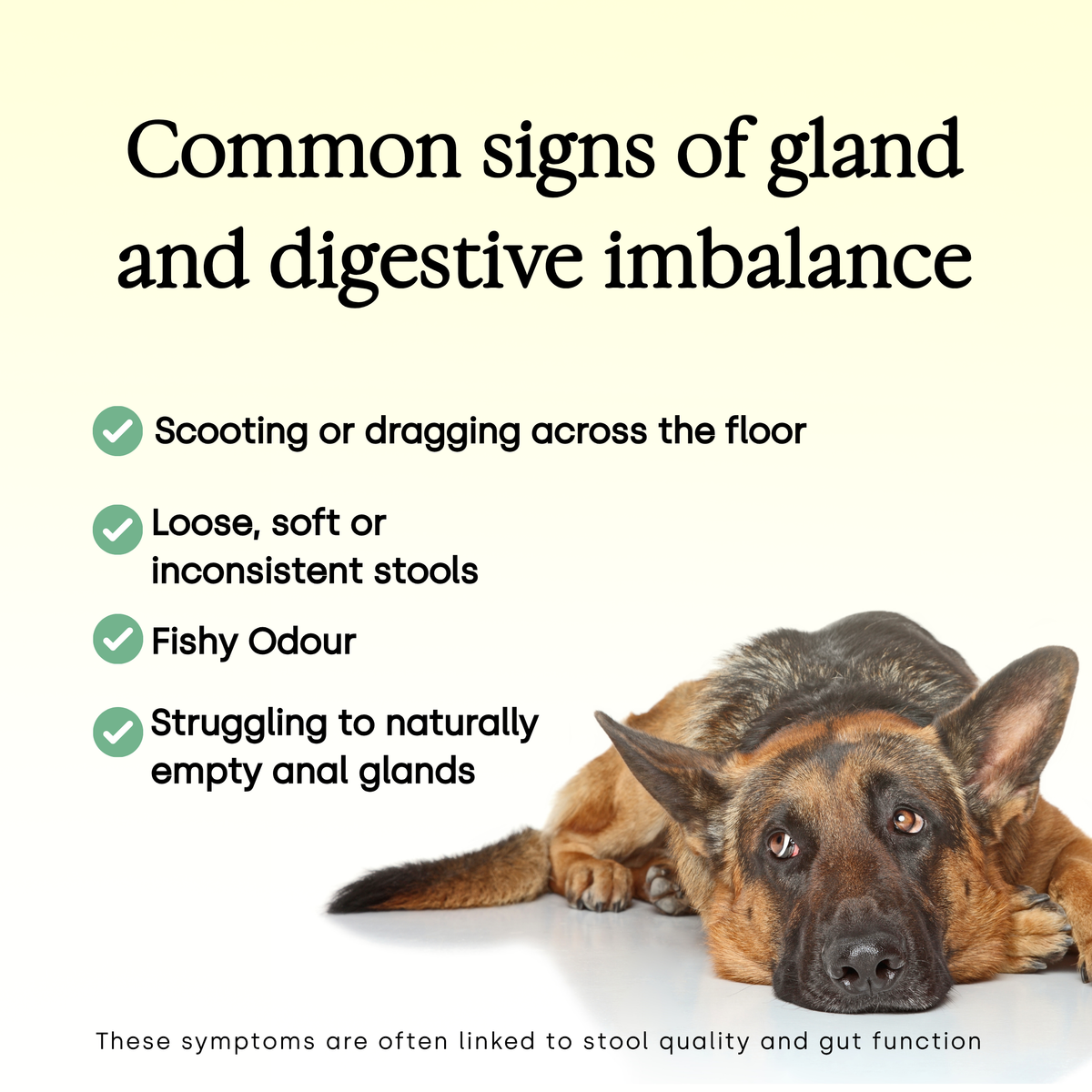 Anal Gland