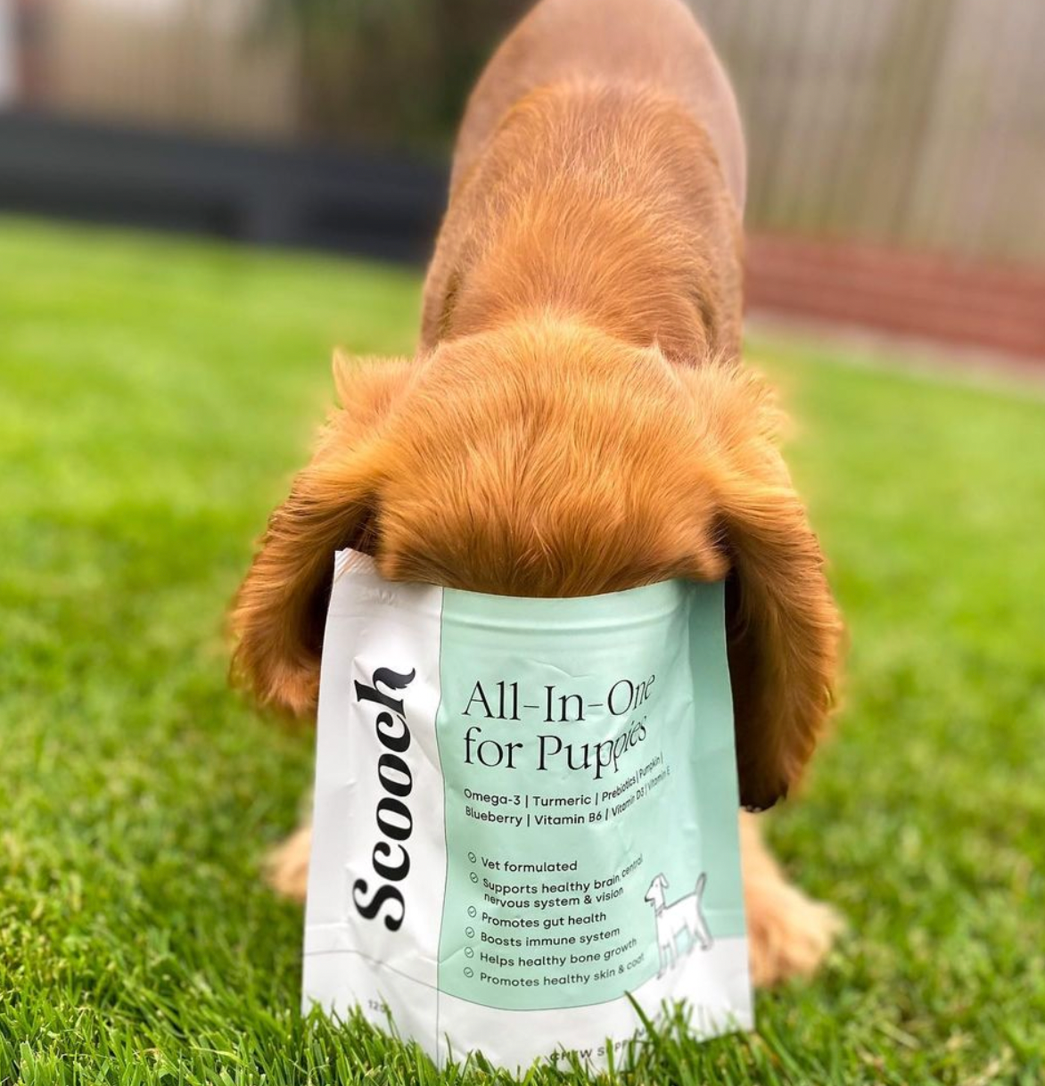 Puppy All-In-One (2 packs)