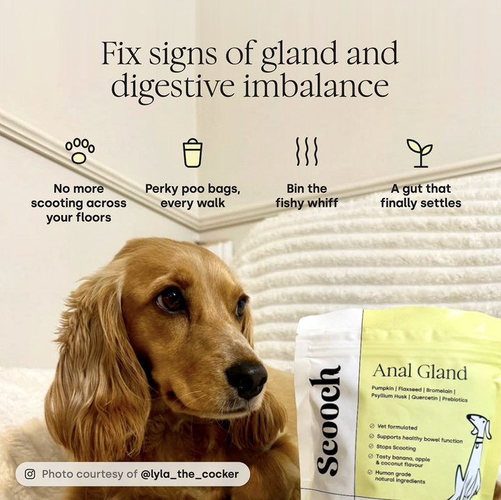 Anal Gland