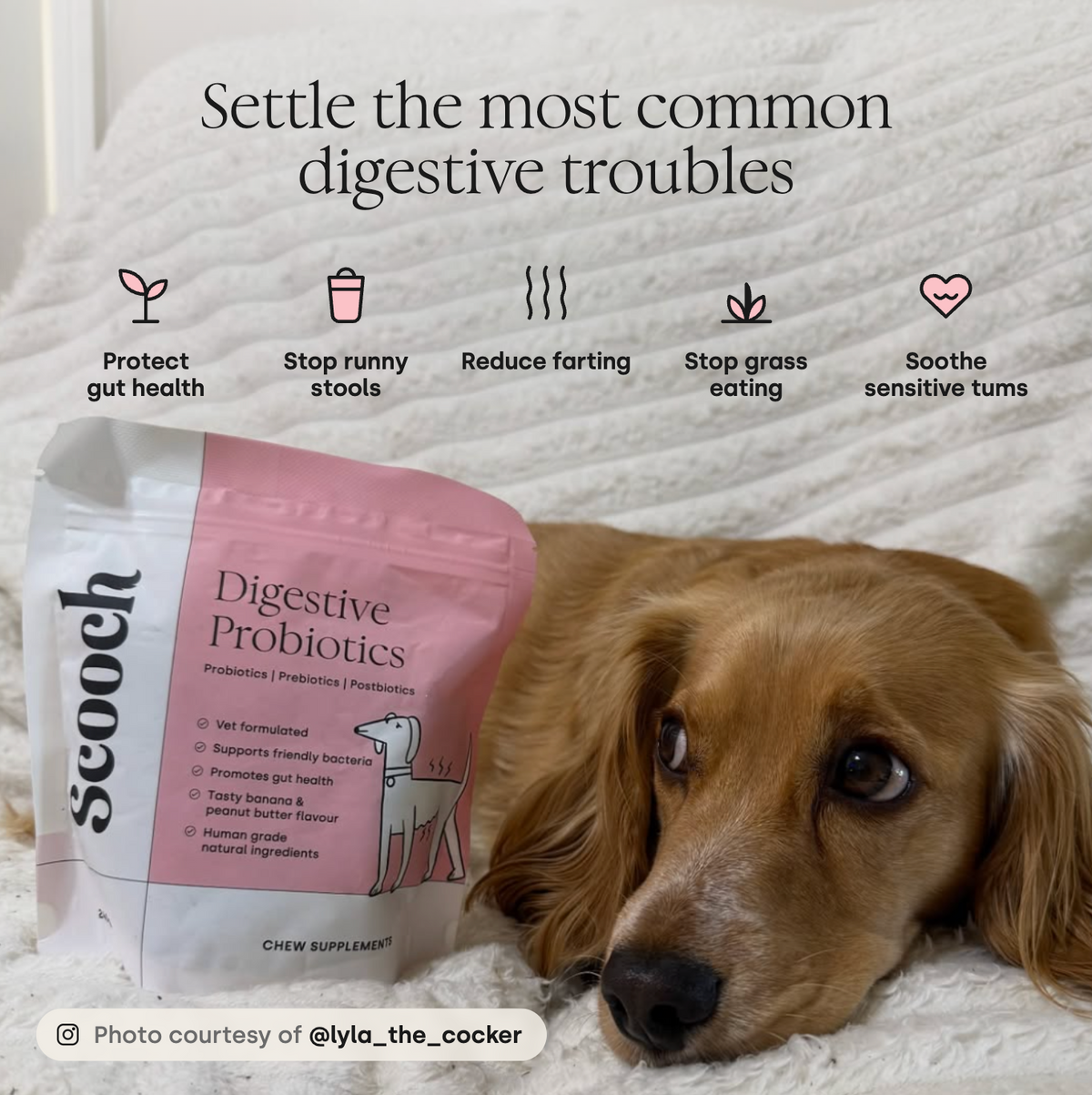 Gut & Digestion