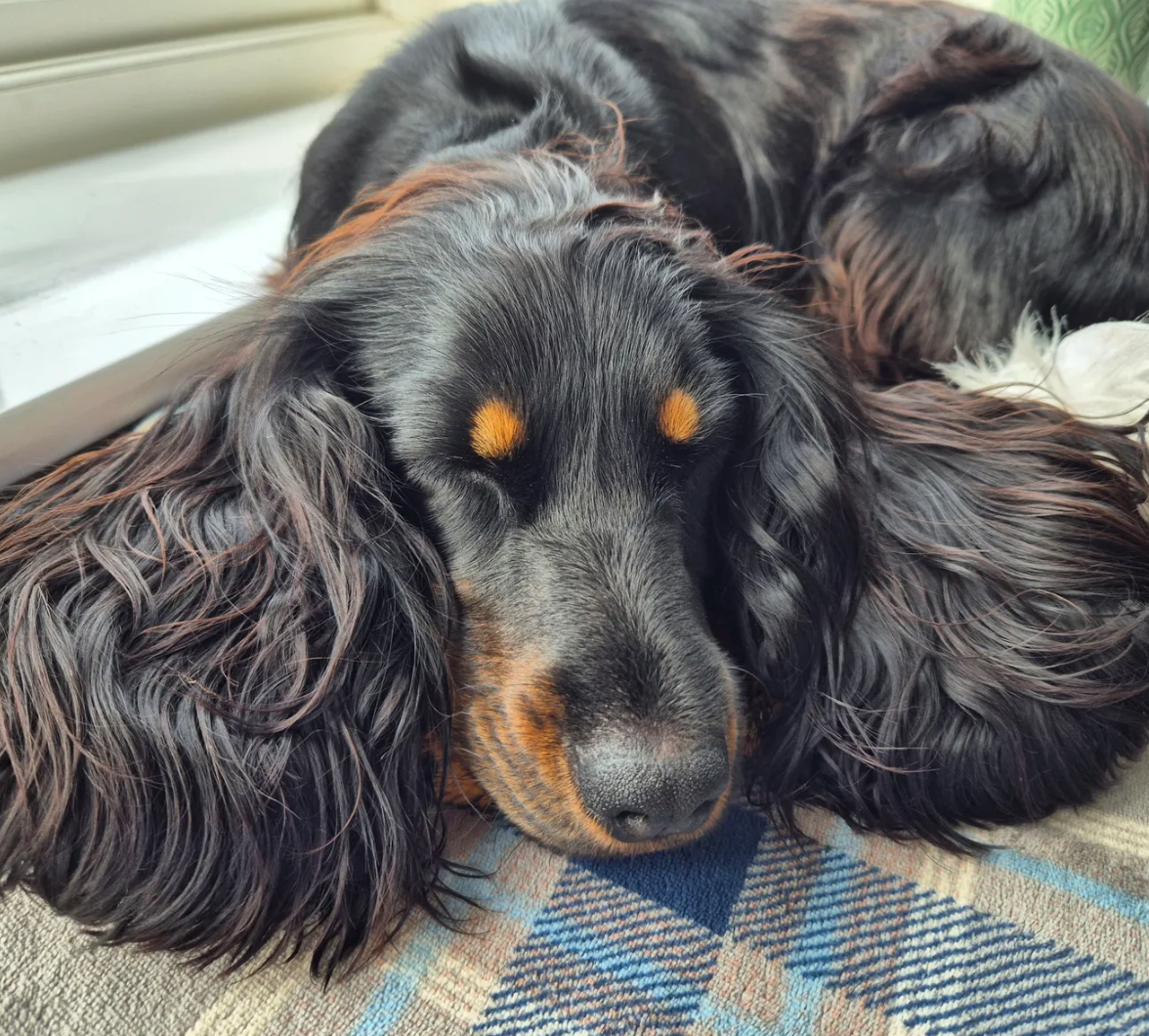 Dog