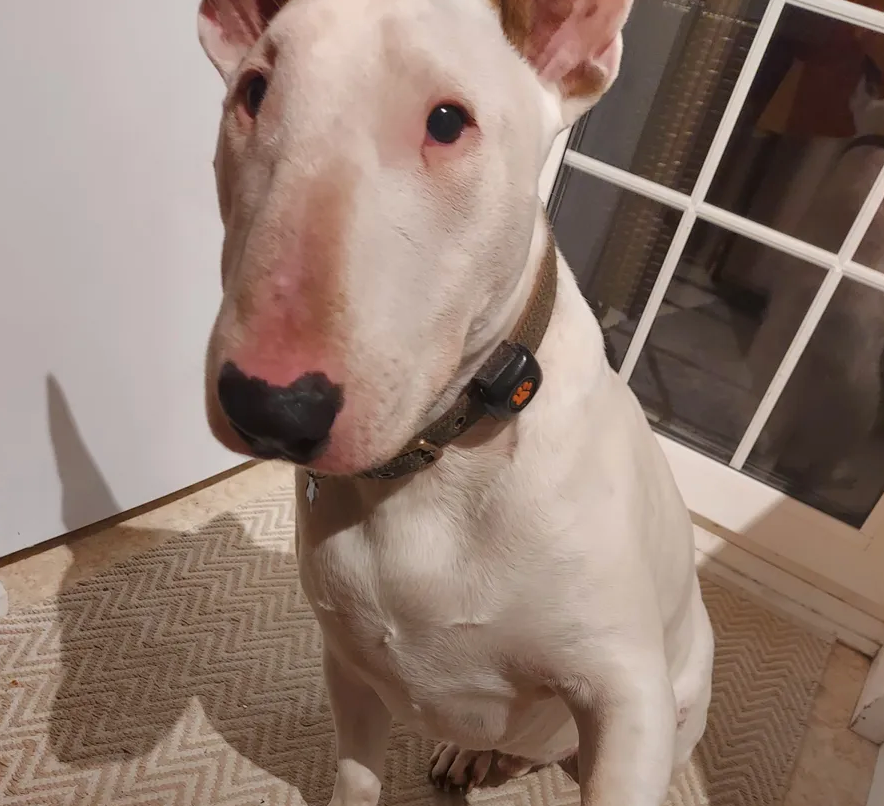 Dog