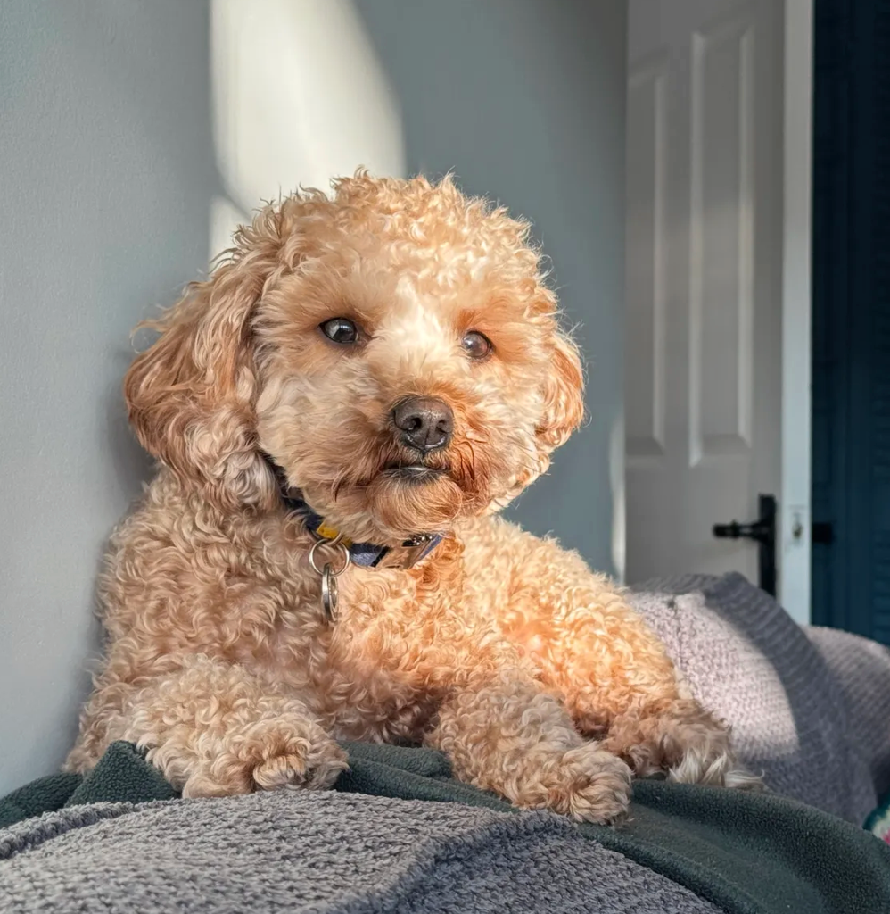 Dog
