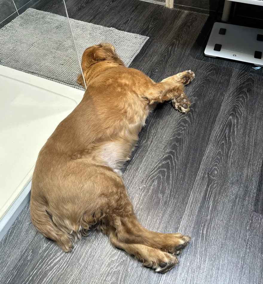 Dog