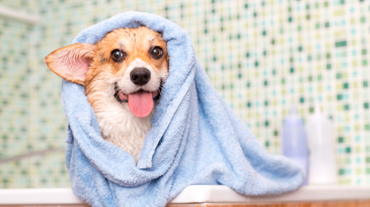 Butt baths for your dog?
