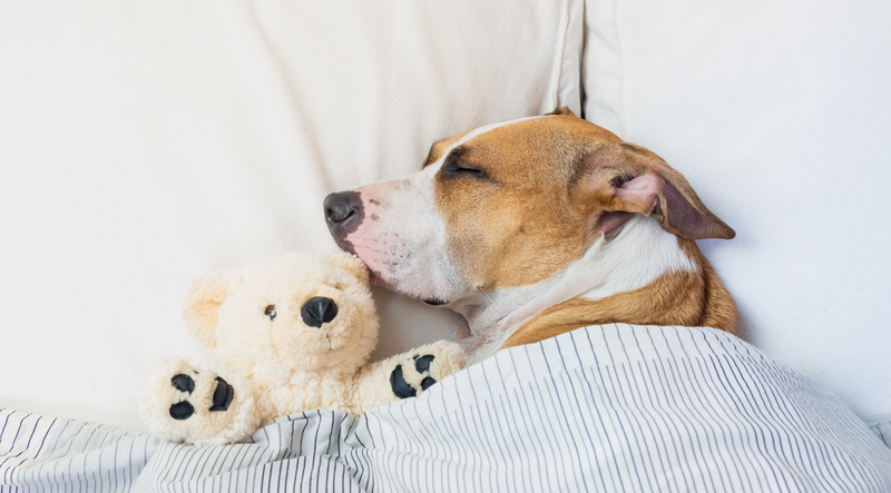 Dogs need their beauty sleep too