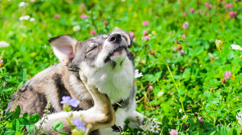 Allergies & Spring Time