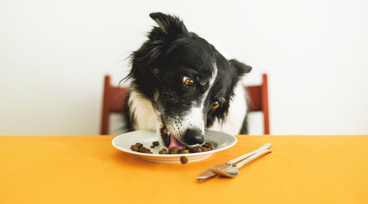 Top Healthy Snacks For Your Dog