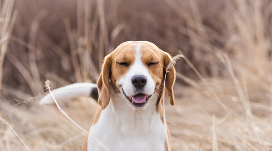 What Is Reverse Sneezing In Dogs?