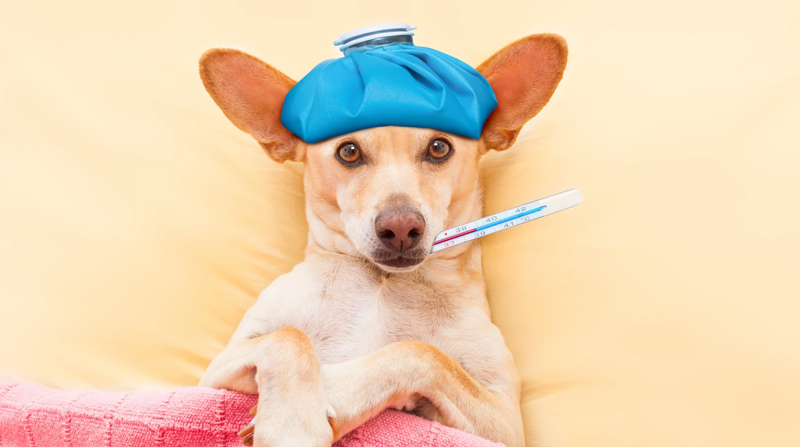 Flu In Dogs