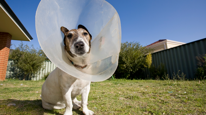 Why You Should Spay Or Neuter Your Dog