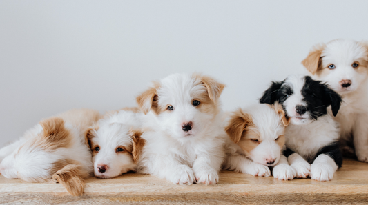 The Importance Of Socialising Your Puppy