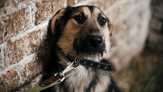 How Can You Tell If Your Dog Is Experiencing Anxiety?
