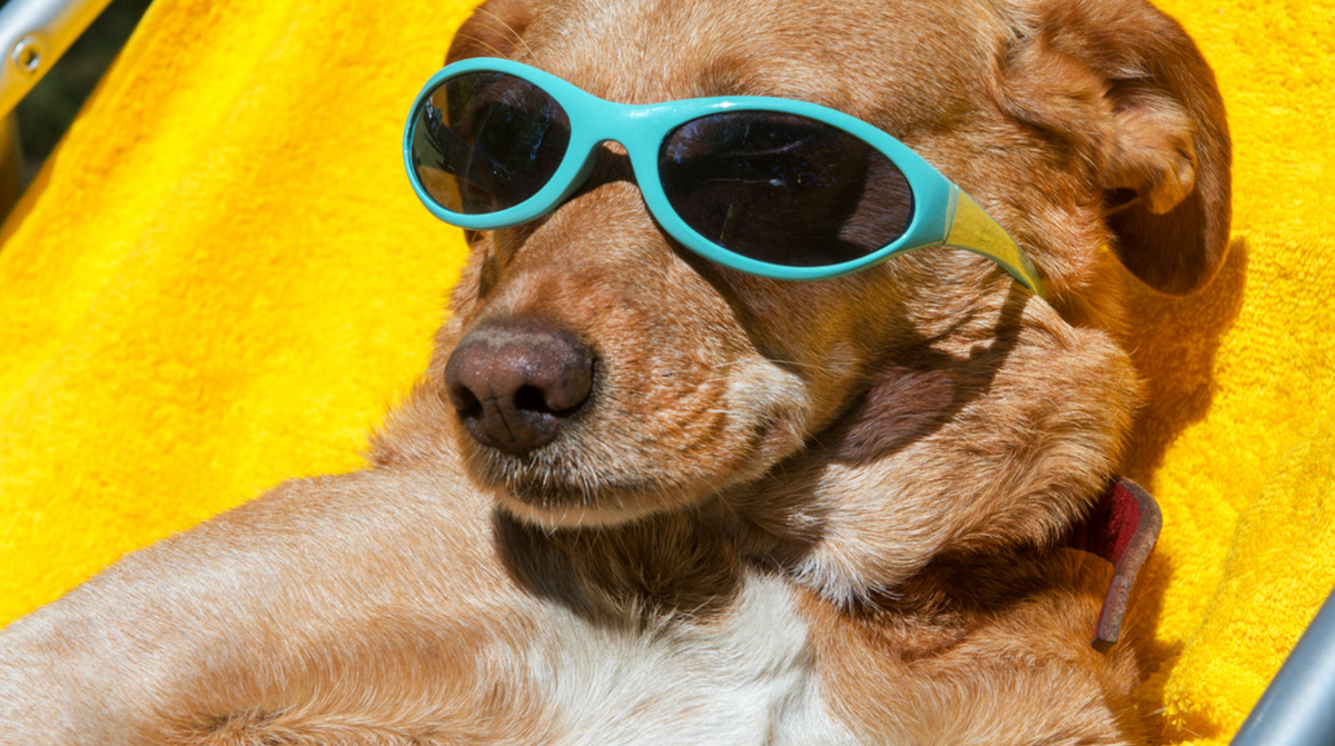 how-to-keep-your-dog-safe-in-the-summer