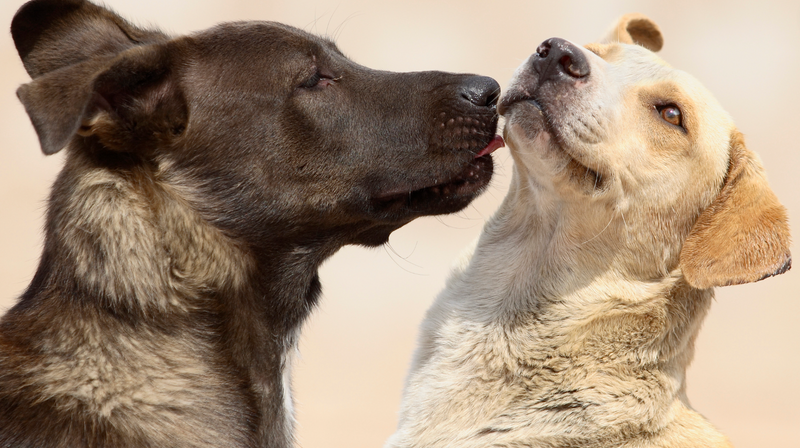 Do Dogs Kiss?