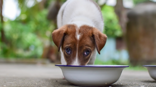 10 Breeds Most Prone To Weight Gain
