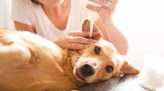 How To Clean Your Dogs Ears