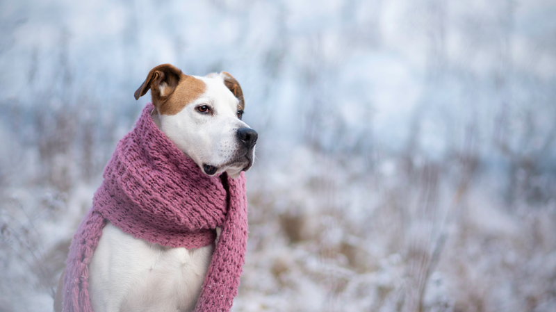 Keeping Your Dog Safe This Winter