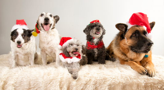 How To Enjoy The Holidays With Your Dog