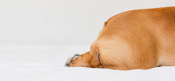 Dog anal glands: Everything you need to know
