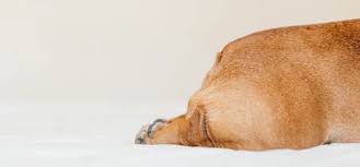 Dog anal glands: Everything you need to know