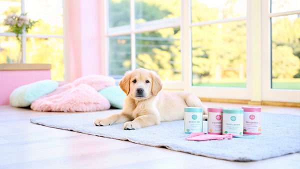 10 Essential Multivitamins for Puppies' Growth and Health