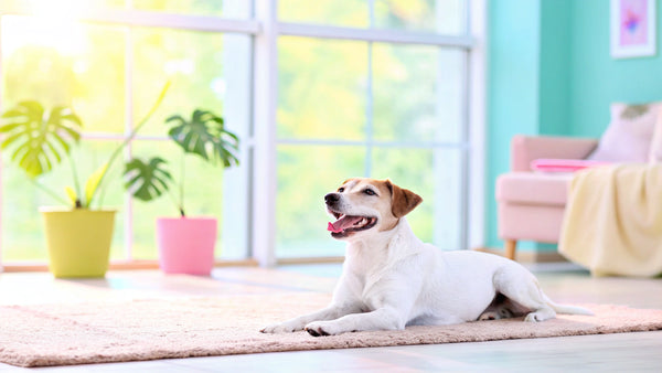 10 Cheapest Hypoallergenic Dog Foods in the UK for Your Pet