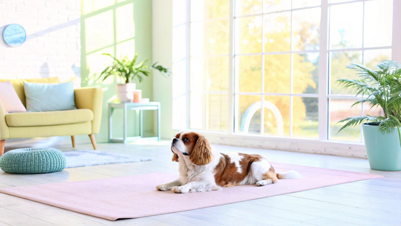 Master Extracting Anal Glands: A Step-by-Step Guide for Dog Owners