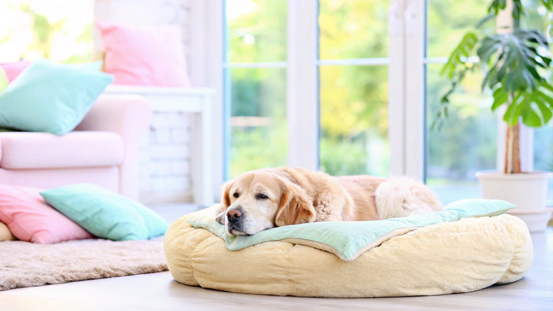 Essential Vitamins for Older Dogs: Boost Your Pet's Health Today
