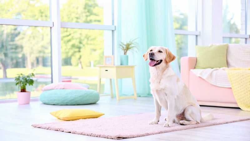 10 Best Dog Dental Chews for Optimal Oral Health Solutions