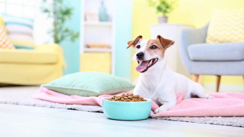 10 Best Low Sodium Dog Food Options for Health-Conscious Owners