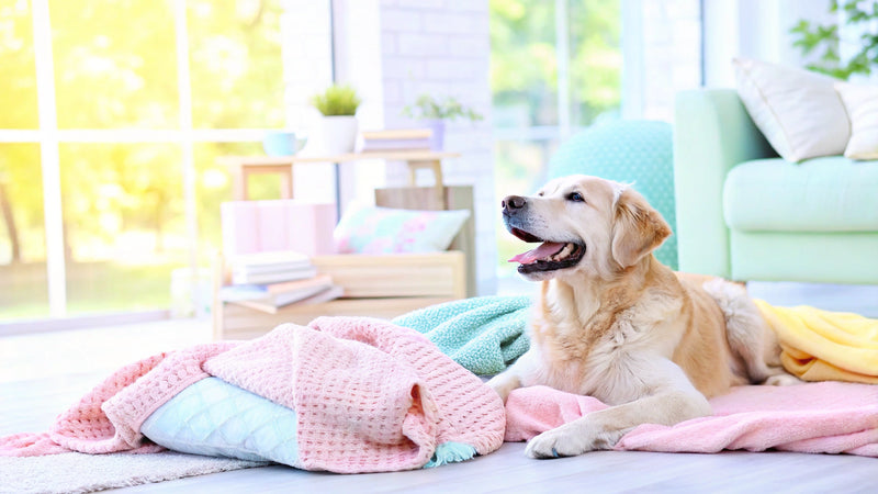 10 Best Salmon Oils for Dogs: Top Picks for Health and Wellness
