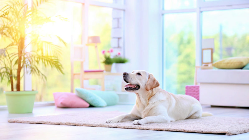 Unlock Your Savings: How to Use Your Scooch Discount Code