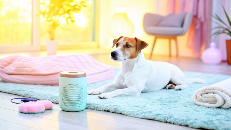 10 Calming Drops for Dogs to Ease Anxiety and Stress