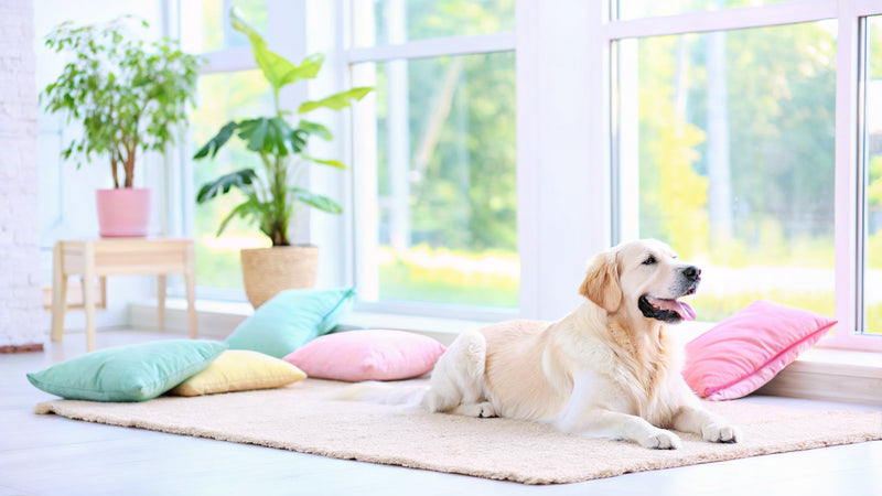 What is a Liver Supplement for Dogs? Key Benefits and Examples