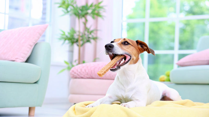 10 Best Dog Teeth Cleaning Chews in the UK for Healthy Smiles