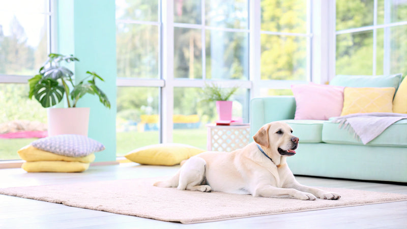 Understanding Dog Burping: Causes, Solutions, and Vet Advice
