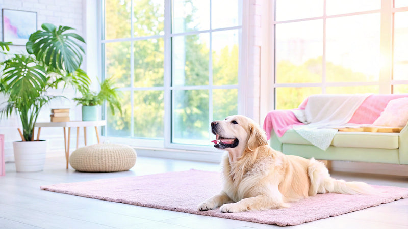 4 Essential Joint Supplements for Dogs: Compare Brands and Benefits